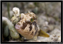 Cute puffer fish for me today D200/ 60mm by Yves Antoniazzo 